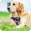 Animal Health